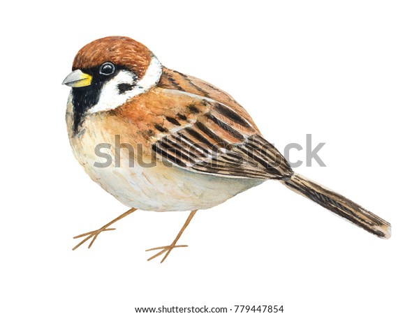 sparrow symbol