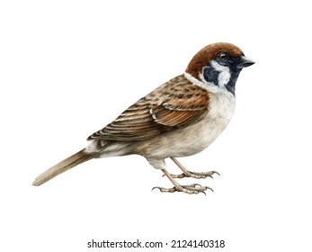 Sparrow bird watercolor illustration. Common house sparrow realistic illustration. Passer montanus avian. Common city, village, backyard and forest small bird. Sparrow on white background