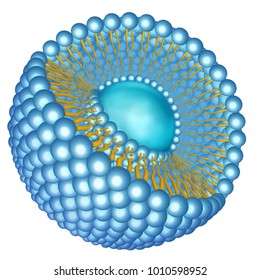 Spatial structure of the liposome