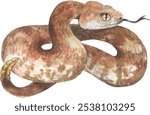 SPECKLED RATTLESNAKE (Crotalus mitchellii). Watercolor hand drawing painted illustration.