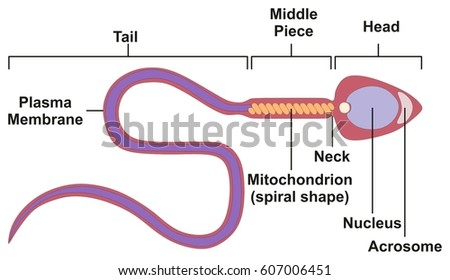 nucleus human cells except sperm Reality porn pic
