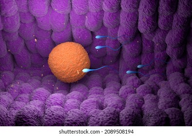 Sperm Cells Chasing Human Ovum (egg) - Isometric View 3d Illustration