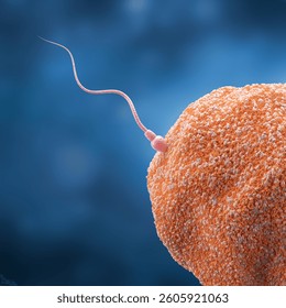 Sperm directed towards the egg bubble, Natural fertilization.3d illustration