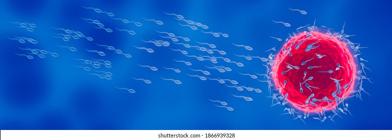 The sperm is directed towards the egg. To do human mating. A pre-fertilization model between an egg and a sperm. 3D Rendering