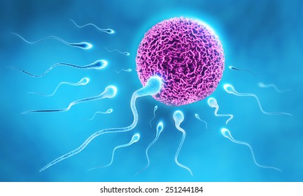 Sperm And Egg