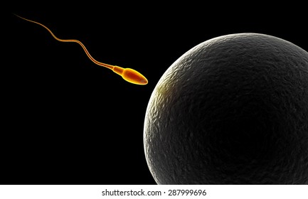 Sperm And Egg