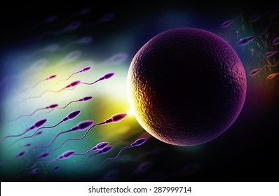 Sperm And Egg