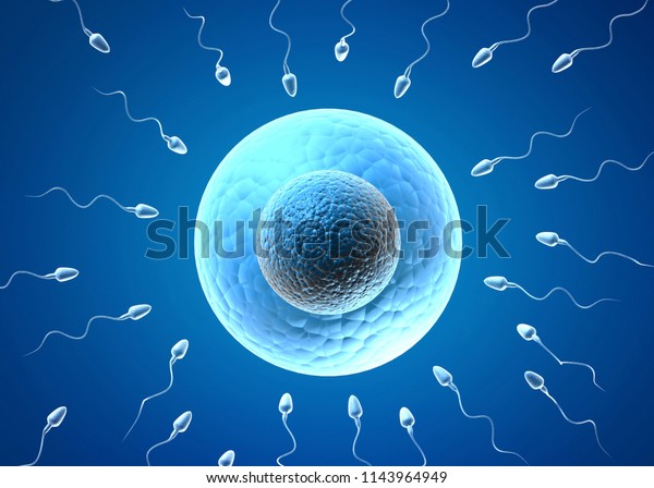 Sperm Egg 3d Render Stock Illustration 1143964949