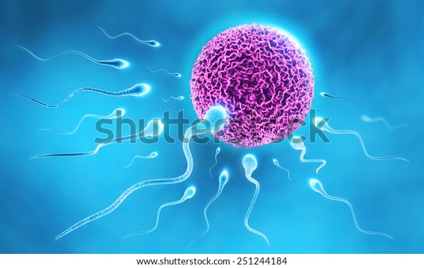 Sperm Egg Stock Illustration 251244184