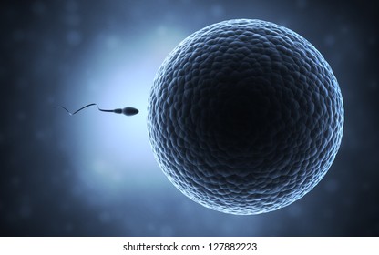 Sperm And Egg Cell