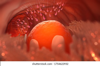 Sperm. Egg Cell Leaves The Ovary. Ovulation. Natural Fertilization. 3D Illustration On Medical Topics