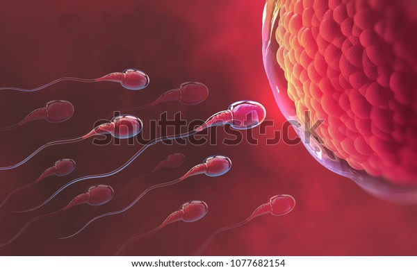 Sperm and egg cell. Natural fertilization. 3d\
illustration on red\
background