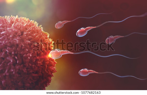 Sperm and egg cell. Natural fertilization. 3d\
illustration on red\
background