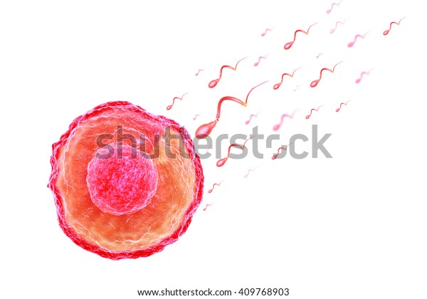 Sperm Egg Cell3d Render Stock Illustration 409768903 Shutterstock