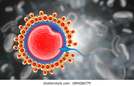 Sperm reach the egg cells. 3d illustration		