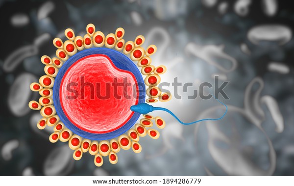 Sperm reach the\
egg cells. 3d\
illustration		