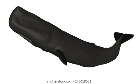sperm whale 