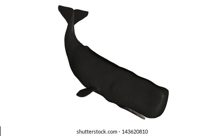 マッコウクジラ のイラスト素材 画像 ベクター画像 Shutterstock