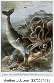 A sperm whale attacks a giant squid. Colour line block after A. Twidle. Vintage art drawing illustration, old painting art print. Under the sea, marine life, underwater illustration.