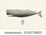 Sperm whale (Physeter macrocephalus) from Natural history of the cetaceans and other marine mammals of the western coast of North America (1872) by Charles Melville Scammon (1825-1911).