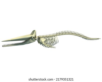 Sperm Whale Skeleton 3D rendering on white background