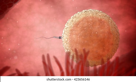 Spermatozoons, Sperm, Floating To Ovule. 3d Render