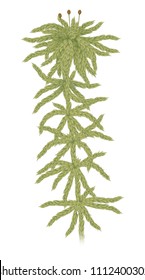 Sphagnum Moss Illustration