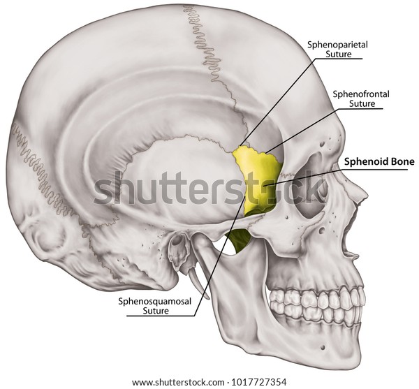 Albums 95+ Images Orbital Surface Of Greater Wing Of Sphenoid Bone ...