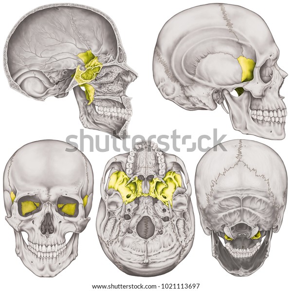 The sphenoid bone of the cranium, the bones of the\
head, skull. The individual bones and their salient features in\
different colors. Anterior,  posterior, inferior, lateral and\
sagittal view.