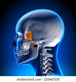 Sphenoid Bone - Skull Anatomy