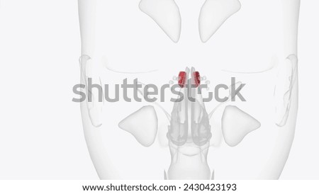 The sphenoidal sinus is an air cavity within the body of the sphenoid bone 3d illustration Stock photo © 