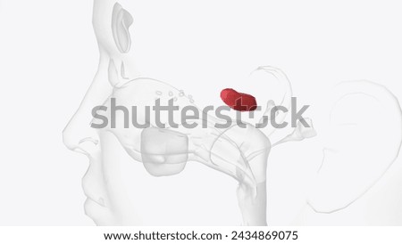 The sphenoidal sinus is an air cavity within the body of the sphenoid bone 3d illustration Stock photo © 