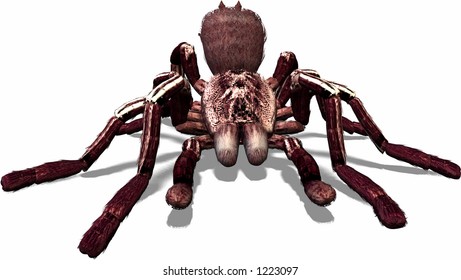 Spider