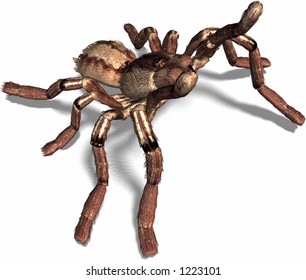 Spider