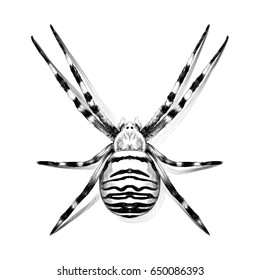 spider tarantula vector color