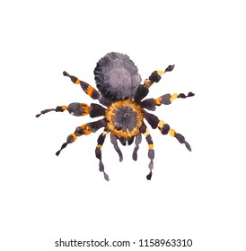 Spider. Watercolor Painted Insect