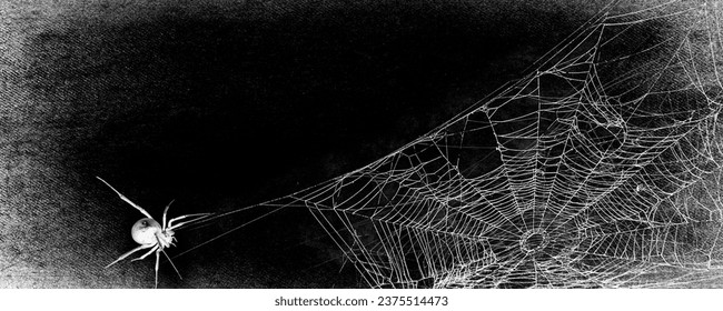 Spiders in spider web on black grunge background. Cobweb frame. Halloween party. Texture of spider web. Halloween decoration. Gothic style	 - Powered by Shutterstock