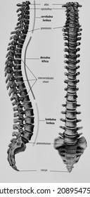 Spinal Column, Anterior And Left Aspect