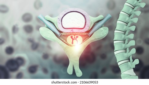 Spinal Cord Cross Section Anatomy. 3d Illustration		