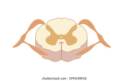 Spinal Cord Illustration, Cross Section.  