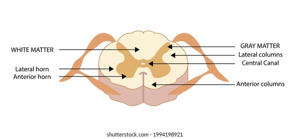 Spinal Ganglion Images Stock Photos Vectors Shutterstock