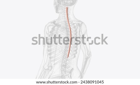 The spinal cord lies inside the spinal column, which is made up of 33 bones called vertebrae 3d illustration