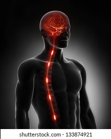 Spinal Cord Nerve Energy Impulses Into Brain