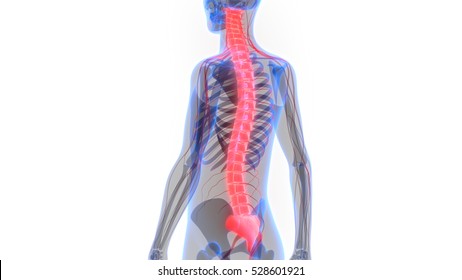 Spinal Cord A Part Of Human Skeleton Anatomy. 3D