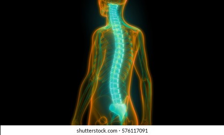 Spinal Cord A Part Of Human Skeleton Anatomy. 3D