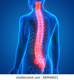 Spinal Cord A Part Of Human Skeleton Anatomy. 3D