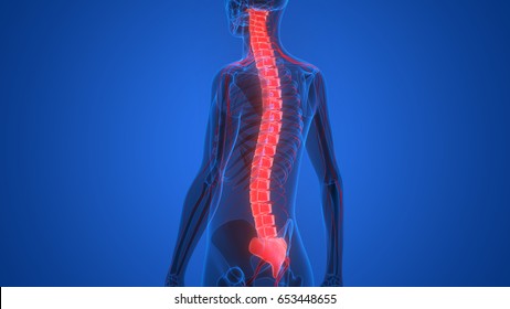 Spinal Cord A Part Of Human Skeleton Anatomy. 3D