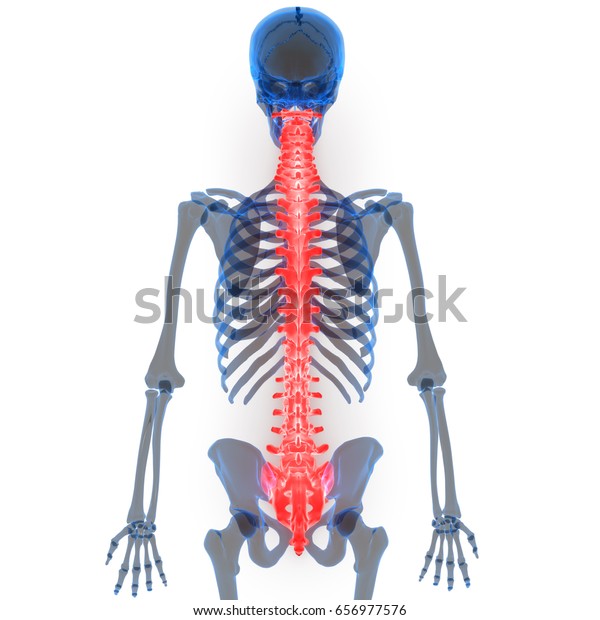 Spinal Cord Part Human Skeleton Anatomy Stock Illustration 656977576