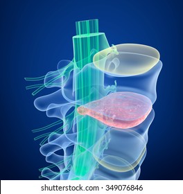 Spinal cord under pressure of bulging disc, X-Ray view.  3D illustration