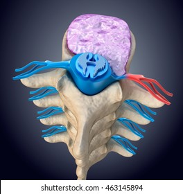 Spinal cord under pressure of bulging disc, 3d render